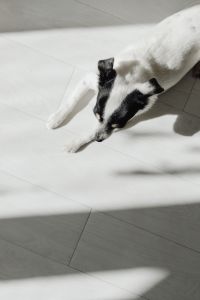 Kaboompics - Overhead View of Small Dog Relaxing in Sunlight