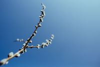 Kaboompics - Early spring garden