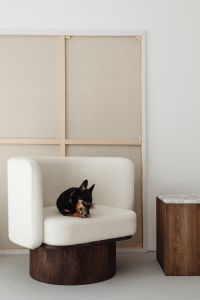 Kaboompics - Small Black Dog Resting on Cream Armchair in Minimalist Interior