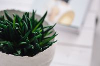 Kaboompics - Green plant with magazines