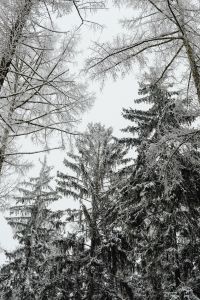 Kaboompics - Hoarfrost On Pine Needles With Winter Bokeh