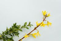 Kaboompics - Forsythia - Easter Tree & Buxus - Boxtree - Boxwood