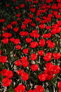 Kaboompics - Red Tulip Flowers in a Portrait Garden Composition