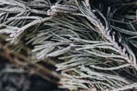 Kaboompics - Frost-Covered Evergreen Needles in a Dark Winter Forest, Horizontal Macro Detail