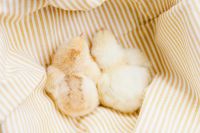 Kaboompics - Sleeping Yellow Baby Chick on Cream Stripes