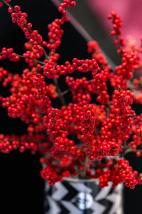 Red rowan in a black-and-white pot