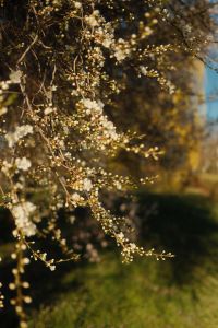 Kaboompics - White Blossoms against Dark Blurred Foliage