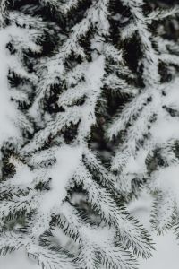 Kaboompics - Branches covered with fresh snow // Spruce, Coniferous Tree