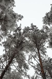 Kaboompics - Tall Frosted Trees Viewed From Below In Winter Woods