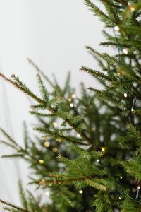 Kaboompics - Minimal Christmas Tree Top on a White Background