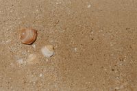 Kaboompics - Sand beach background with sea shells & pebbles - many round small stones