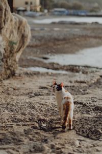 Kaboompics - White and Orange Cat Walking Toward the Camera by the Sea