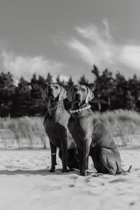 Kaboompics - Canine Couture - Paws and Style