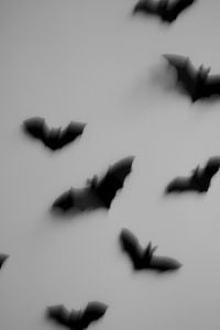 Motion-Blurred Bats for Atmospheric Halloween Backgrounds