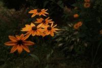 Kaboompics - Orange Flowers in a Dark Nature Background