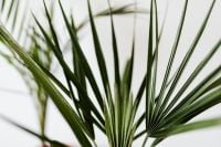 Kaboompics - European Fan Palm Fronds in Close-Up for Botanical Backgrounds and Plant Design