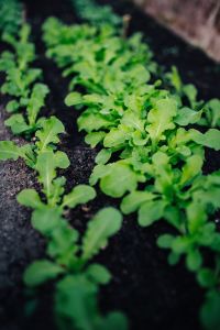 Green garden plants