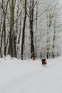 Kaboompics - Frosted Woodland Path Under Snow Laden Branches