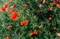 Kaboompics - A field of Red Poppies
