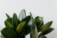 Kaboompics - Ficus Elastica Robusta