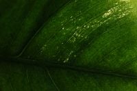 Kaboompics - Green Leaf Surface Texture Natural Abstract Background