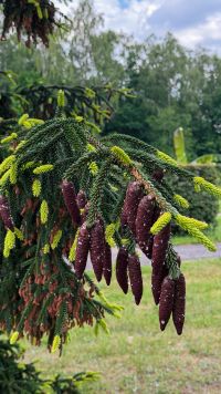 Kaboompics - Purple Spruce Cones Hanging From Evergreen Branches