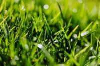 Kaboompics - Bright Spring Grass Tips against Deep Green Bokeh, Close-Up Lawn Texture Background
