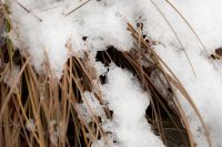 Kaboompics - Snow on Dried Garden Grasses, Close-Up Winter Texture