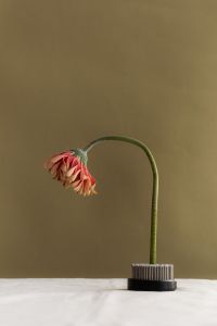 Kaboompics - Drooping Pink Flower in Minimal Still Life
