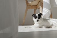 Kaboompics - Dog Relaxing on Sunlit Floor by Dining Table