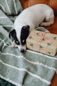 Kaboompics - Small Dog and Christmas Gift in Vertical Home Scene