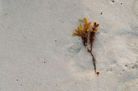 Kaboompics - Dried Seaweed on Pale Baltic Beach Sand with Copy Space