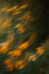 Kaboompics - Orange Flowers with Motion Blur on a Dark Green Background