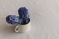 Kaboompics - Blue Hyacinths Arranged in a White Cup with Linen Copy Space
