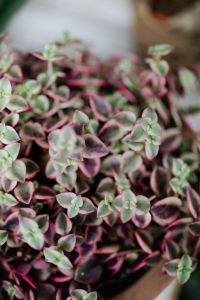 Kaboompics - Crassula pellucida variegata