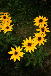 Kaboompics - Yellow Black Eyed Susan Flowers Framing Green Garden Copy Space