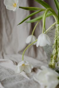 White Tulip Still Life on Textured Linen: Neutral Spring Floral Backgrounds with Glass Vases and Pruning Shears