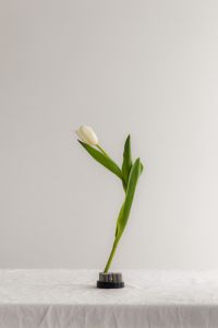 Kaboompics - White Tulip in a Black Holder on a White Table