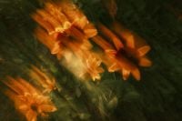 Kaboompics - Orange Flower Nature Background