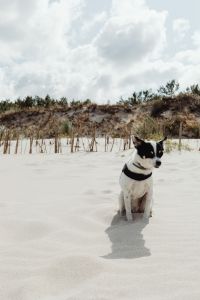 Kaboompics - Front-Facing Small Dog Sitting on Sand with Coastal Dunes and Cloudy Sky