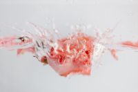 Kaboompics - Open Pink Rose and Petals Floating at the Waterline