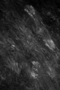 Kaboompics - Abstract Black and White Garden With Diagonal Camera Movement