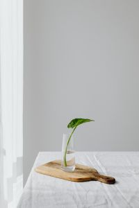 Kaboompics - Alocasia Seedling in a Glass Vase on a Wooden Tray
