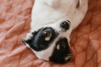 Kaboompics - Black-and-White Dog's Face Resting Upside Down on Pink Bedding, Playful Pet Portrait