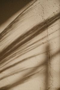 Kaboompics - Dried Leaf Shadows on Textured Plaster Wall