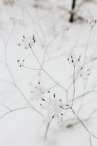 Kaboompics - Snow on dry twigs