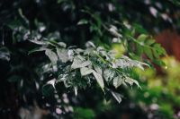 Kaboompics - Wet garden leaves