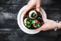 Kaboompics - Woman holding seedlings in a pot