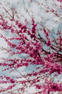 Kaboompics - Judas trees in blossom at springtime in Madrid, Spain