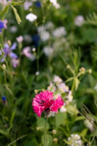 Kaboompics - Pink Cornflower in Bloom